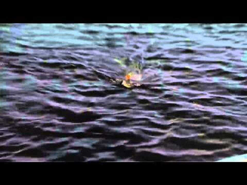 Fishful Thinking - Live Target Pike