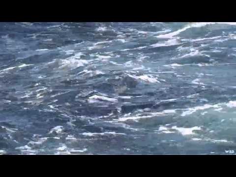 Adventures South of the Border - Fishing for Marlin