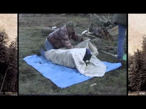 Extreme Desire TV - Oregon Spring Bear