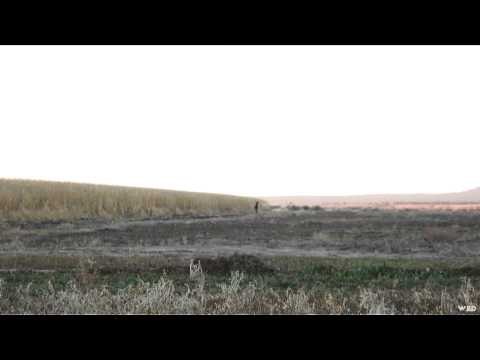 M2D Camos Livin the Dream - Arizona Monster Elk