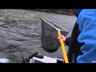 Maximum Limit Fishing - East Arm Lakers Part 1