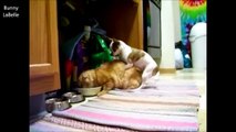 Mating FAIL COMPILATION 2014 ★ CATS vs DOGS (18 ) - الحيوانات الجنس