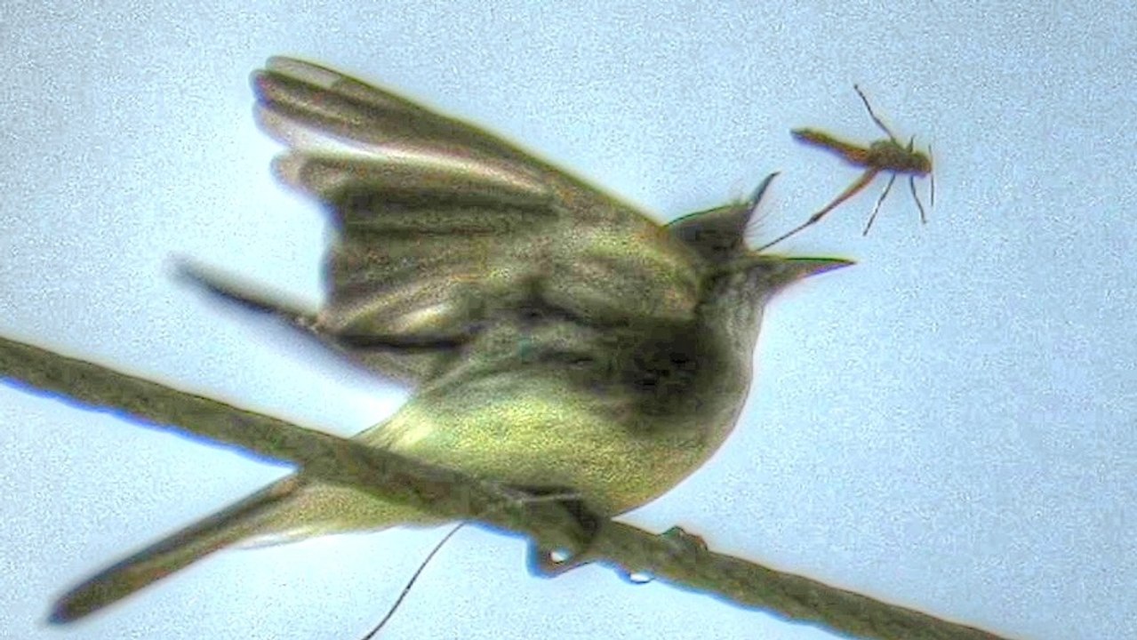 Eastern Phoebe Flycatcher Eats Dragonfly and Grasshopper