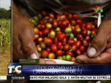 Cafetaleros de Colombia adoptan medidas por efectos de 