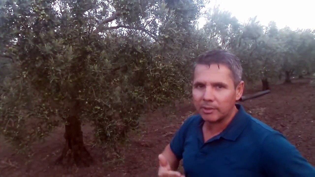 Zeytin Ağacı Gübrelemesi, Nasıl Yapılır, Ne Zaman, Ne Kullanılır, Verilir, Atılır, İyi Gel