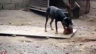 funny Dog vs hen