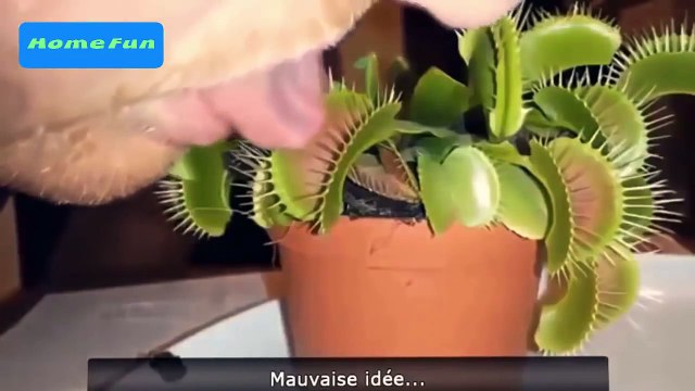 Funny Videos Funny Fails Funny Clips Best Fails Compilation 2016