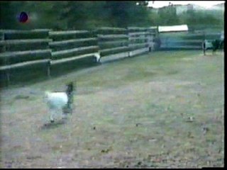 Fainting Goat