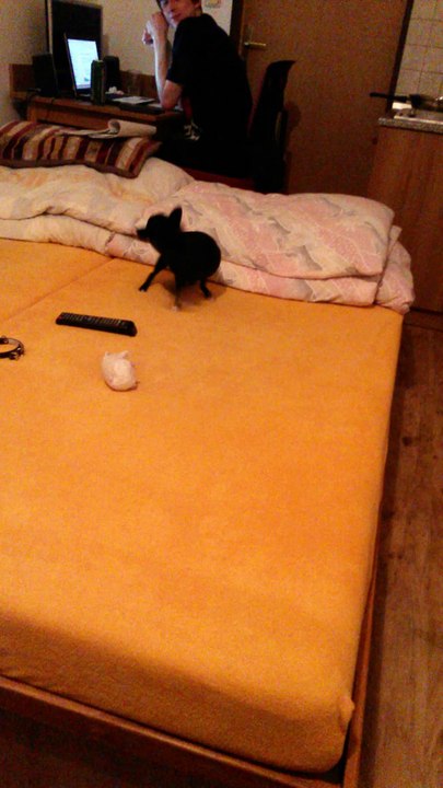 Ema wants to catch her own tail! :D
