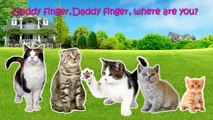 Cats 3D Finger Family Nursery Rhymes Lyrics
