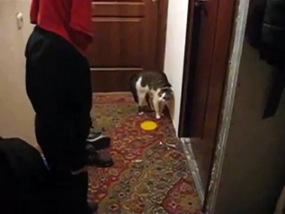 котик