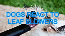 Dogs react to leaf blowers - Funny dog compilation