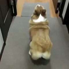 Dog twerking vine