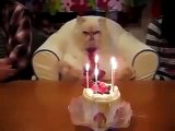 День рожденье кота отмечают тортом и свечками, лучшие приколы над животными сентябрь 2014