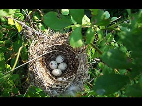 ПРОФЕССОР_КАРАПУЗ. Что такое дерево? Развивающее видео.