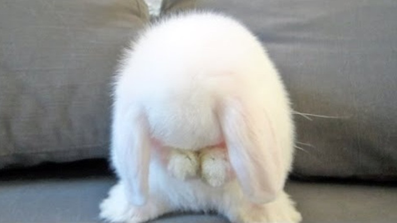 Cute Bunny Washes Her Face