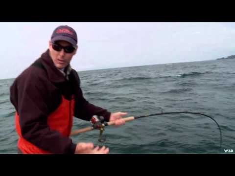 Fishful Thinking - Charlotte Queen Salmon