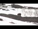 Steves Outdoor Adventures - Alaskan Grizzly Bear Hunt