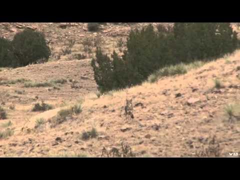 MOJOs Coming to the Call - Calling Colorado Coyotes with BTO