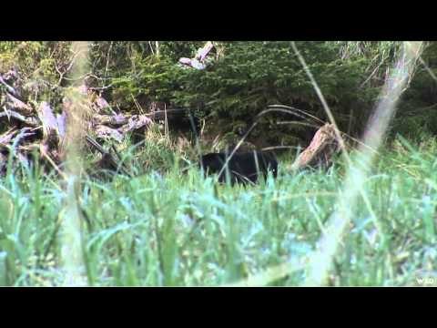 Wild Sheep Foundations Hittin the Outdoors - Pumpkin Head