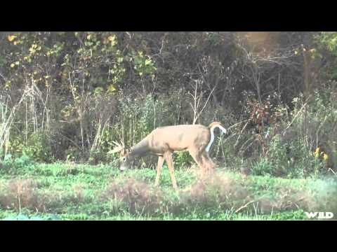 Relentless Pursuit - Long Shot