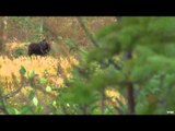 Big Boys Adventures TV - Ontario Moose Hunt
