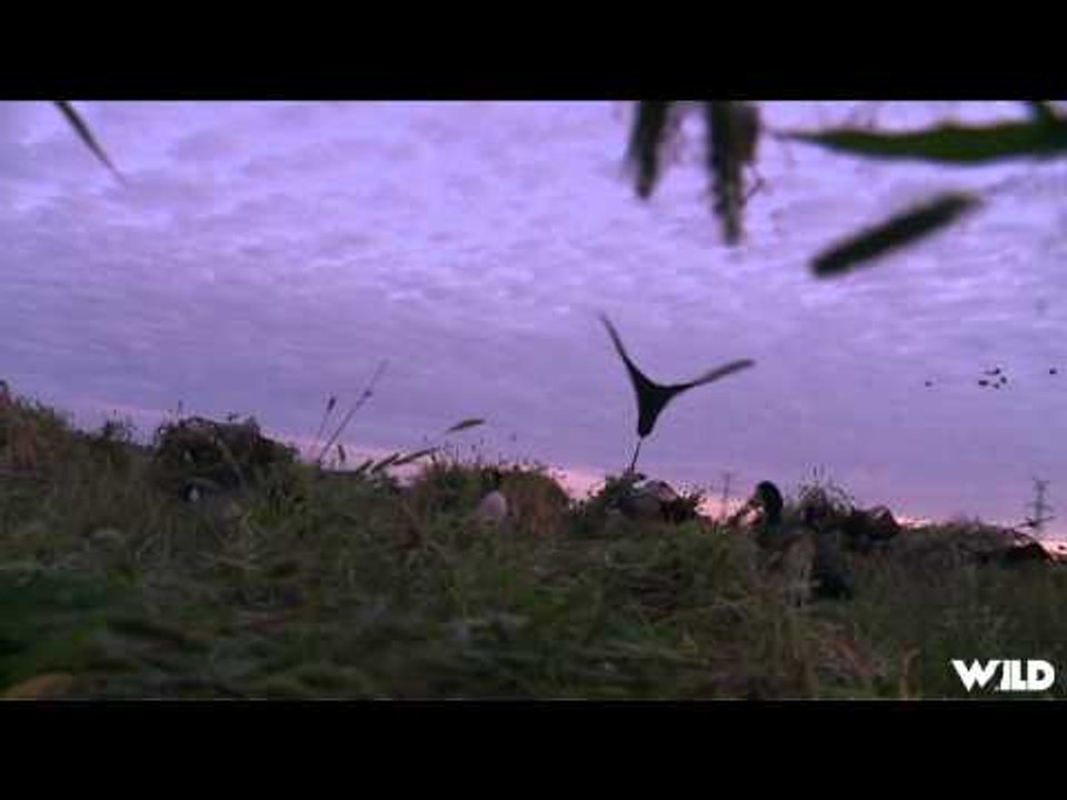 Hunt TV - Goose and Duck