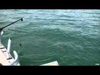 Fishful Thinking - Glow Spoon Lakers