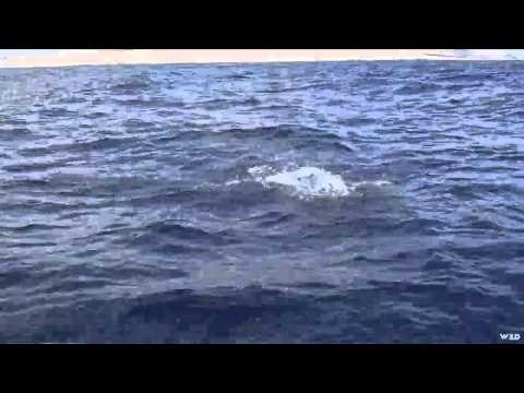 Adventures South of the Border - Costa Baja Resort Fishing for Marlin