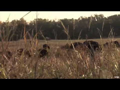 North American Safari - Nebraska Bison