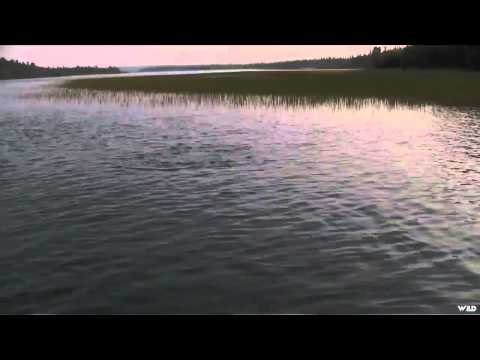 Maximum Limit Fishing - Fly and TopWater Pike