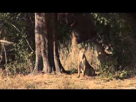 Safari Hunters Journal - Preview