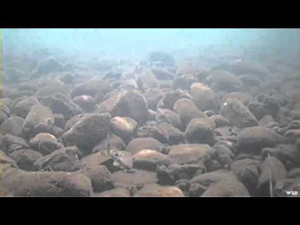 Fishing with Joe Bucher - CastBack to Followers