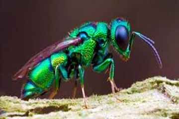 La Avispa que Convierte en Zombies las Cucarachas