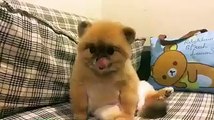 Pomeranian Puppy | Cute Dog - Cute Puppy - Funny Dog - Cute Dog #1