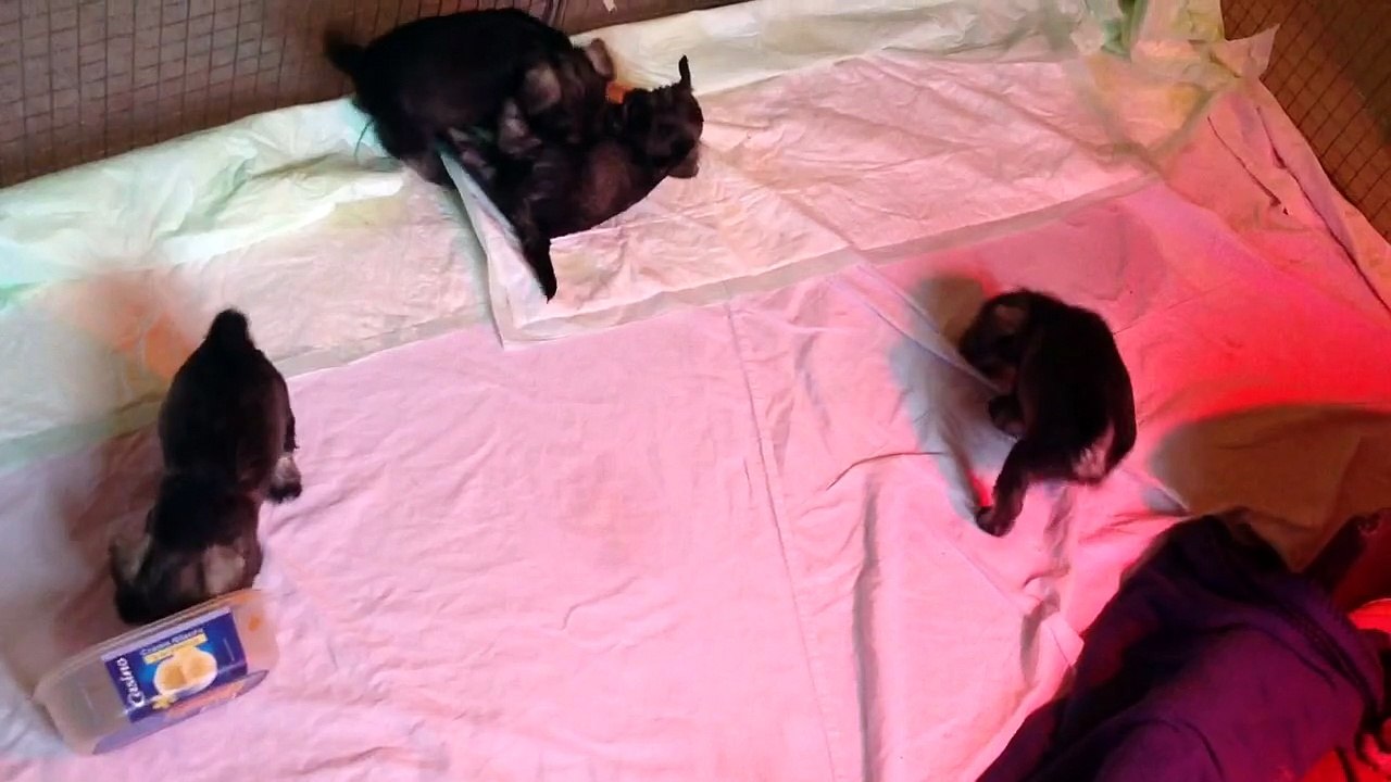 Les schnauzers nains poivre et sel de la forêt enchantée