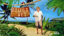Aloha Extras: Talking to the Animals | Aloha Vet