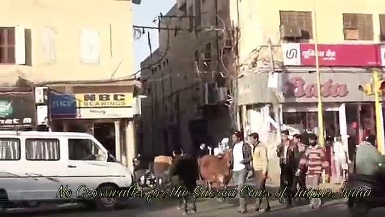 Sacred Cows Crossing