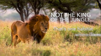 Africas Big Five Animals: What Are They?