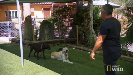 Case File Pupdate: Savannah | Cesar 911