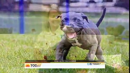 Un cucciolo paralizzato viene ritrovato in un bidone della spazzatura. Quello che avviene è commovente!!