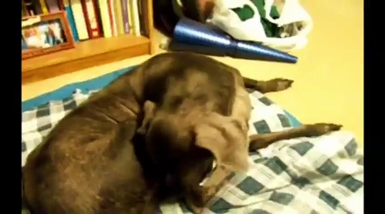 FUNNY DOG FARTS THE ULTIMATE COMPILATION [ NEW HD ]