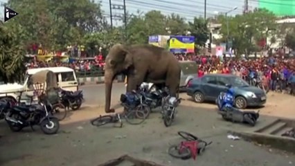 Un éléphant sauvage sème la panique dans une ville indienne