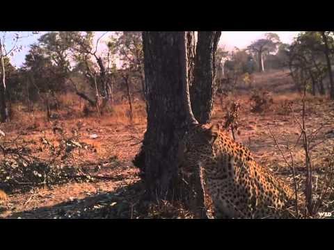 Noslers Magnum TV - Wild Niassa Leopard
