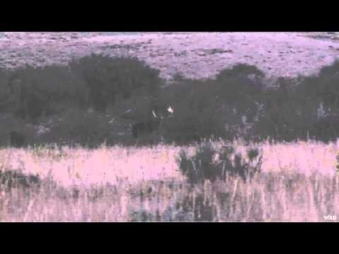 M2D Camos Livin the Dream - Southern Idaho Moose and Black Bear