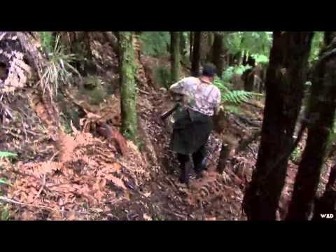 Northwest Hunter - Aotearoa Safaris Red Stag