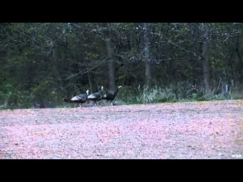 Angler Hunter Television - Hunter Education