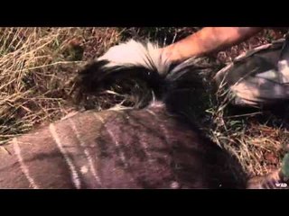 Noslers Magnum TV  - Smith  Dunham South Africa