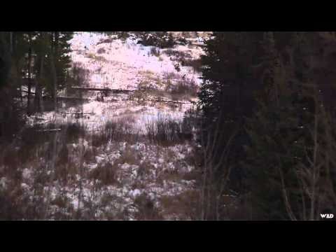 The Real Canadian Joes - Mike Allen Ryan Berrecloth Hunt Whitetails Part 2