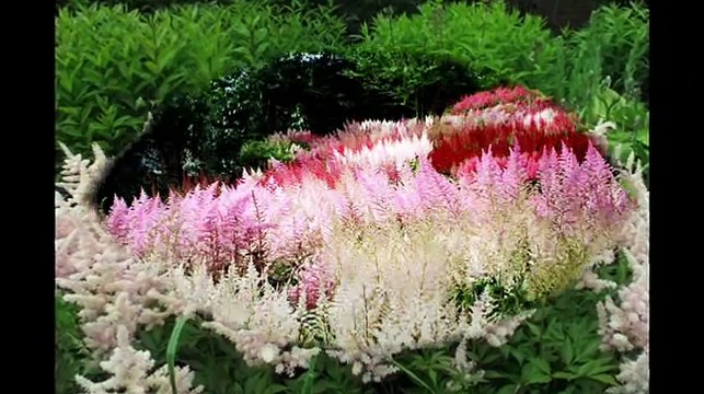 АСТИЛЬБА красивый многолетник для вашего сада
